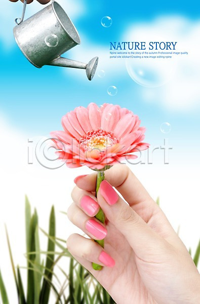신체부위 PSD 편집이미지 공기방울 구름(자연) 꽃 물방울 물뿌리개 분홍색 소국 손 식물 풀(식물) 하늘 한송이