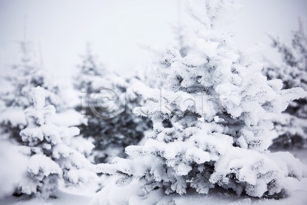 추위 사람없음 JPG 포토 해외이미지 12월 1월 가문비나무 겨울 계절 나무 내추럴 눈내림 덮개 백발 빛 서리 숲 아침 얼음 자연 장면 전나무 풍경(경치) 해외202004 해외202105 흰색