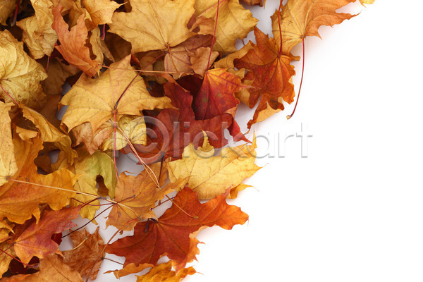 사람없음 JPG 포토 해외이미지 10월 9월 가을(계절) 공원 나무 나뭇가지 단풍 백그라운드 숲 잎 자연 해외202004 해외202105