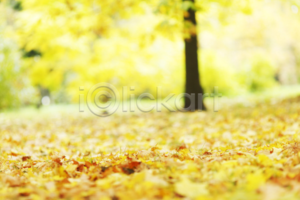 사람없음 JPG 포토 해외이미지 10월 11월 9월 가을(계절) 계절 공원 나무 노란색 땅바닥 백그라운드 빨간색 숲 오렌지 잎 자연 컬러풀 풍경(경치) 해외202004 해외202105 황금