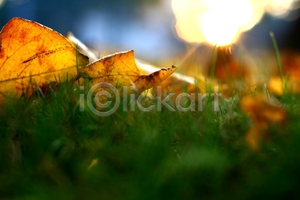 활발 사람없음 JPG 포토 해외이미지 10월 11월 9월 가을(계절) 계절 나뭇가지 내추럴 노란색 단풍 땅바닥 백그라운드 빛 숲 오렌지 우주 잎 자연 장식 질감 추상 태양 패턴 해외202004 해외202105 황금
