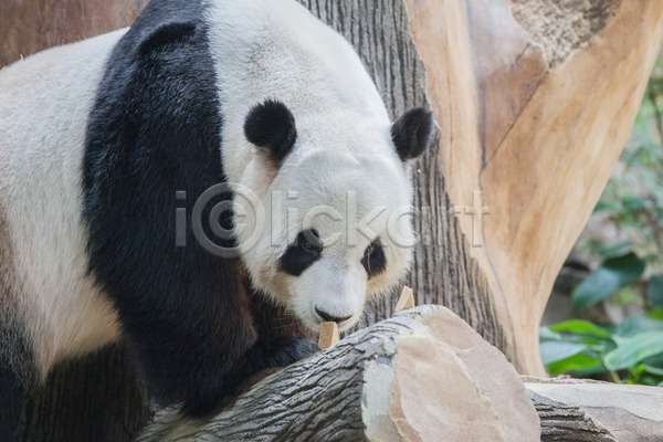 동양인 사람없음 JPG 포토 해외이미지 검은색 곰 동물원 먹기 아시아 음식 중국 큼 판다 해외202004 해외202105 흰색