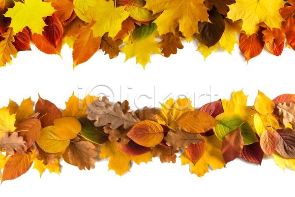 사람없음 JPG 포토 해외이미지 10월 11월 9월 가을(계절) 단풍 백그라운드 잎 자연 해외202004 해외202105 헤딩