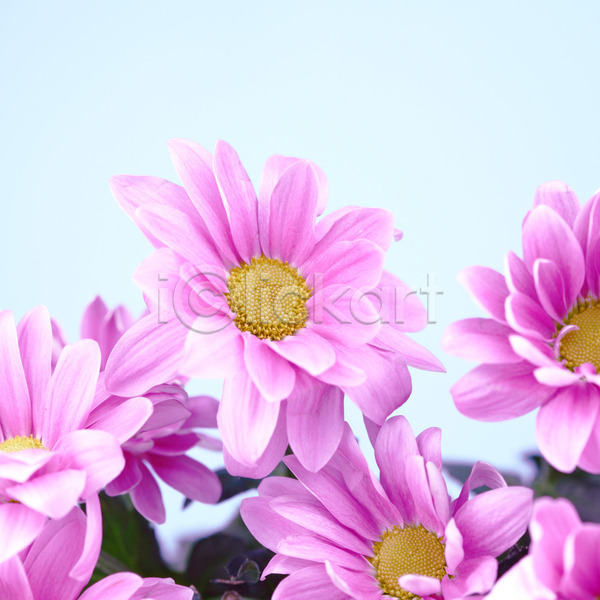 사람없음 JPG 포토 해외이미지 결혼 국화 꽃 벚꽃 분홍색 생일 식물 추상 카피스페이스 해외202004 해외202105