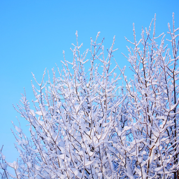 사람없음 JPG 포토 해외이미지 겨울 겨울풍경 나뭇가지 상고대 야외 주간 풍경(경치) 해외202004 해외202105