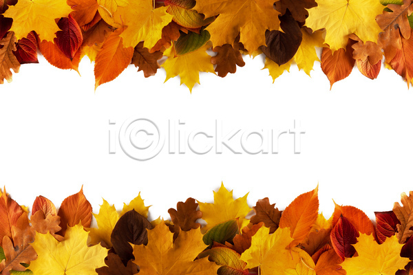 사람없음 JPG 포토 해외이미지 10월 11월 9월 가을(계절) 계절 꽃무늬 노란색 단풍 배너 백그라운드 벽지 신용카드 오렌지 잎 자연 장식 종이 컬러풀 패턴 포스터 해외202004 해외202105 헤딩 황금 흰색