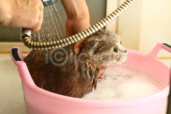 유머 사람없음 JPG 포토 해외이미지 고양이 목욕 물 분무기 빨래 샤워실 손 욕실 젖음 해외202004 해외202105
