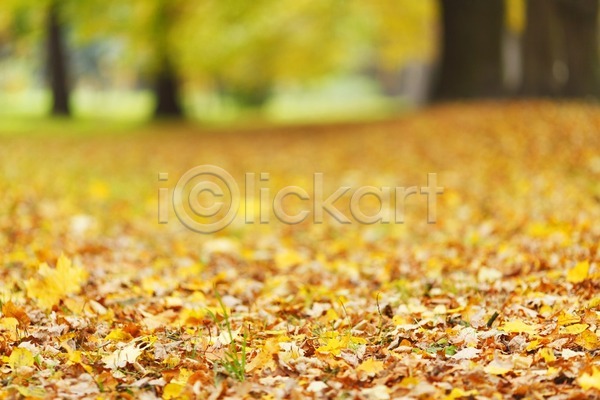 사람없음 JPG 포토 해외이미지 10월 11월 9월 가을(계절) 계절 공원 나무 노란색 땅바닥 백그라운드 빨간색 숲 오렌지 잎 자연 컬러풀 풍경(경치) 해외202004 해외202105 황금