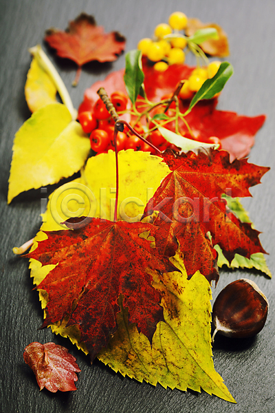 사람없음 JPG 포토 해외이미지 가을(계절) 검은배경 낙엽 단풍잎 밤(견과류) 해외202004 호랑가시나무열매