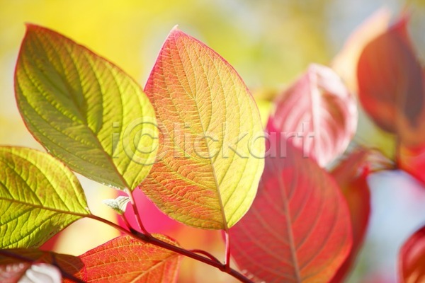 활발 사람없음 JPG 포토 해외이미지 가을(계절) 계절 공원 나무 나뭇가지 내추럴 노란색 단풍 백그라운드 빨간색 숲 야외 오렌지 잎 자연 컬러풀 해외202004 해외202105