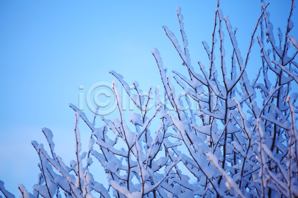 사람없음 JPG 포토 해외이미지 겨울 겨울풍경 나뭇가지 상고대 야외 주간 풍경(경치) 해외202004 해외202105