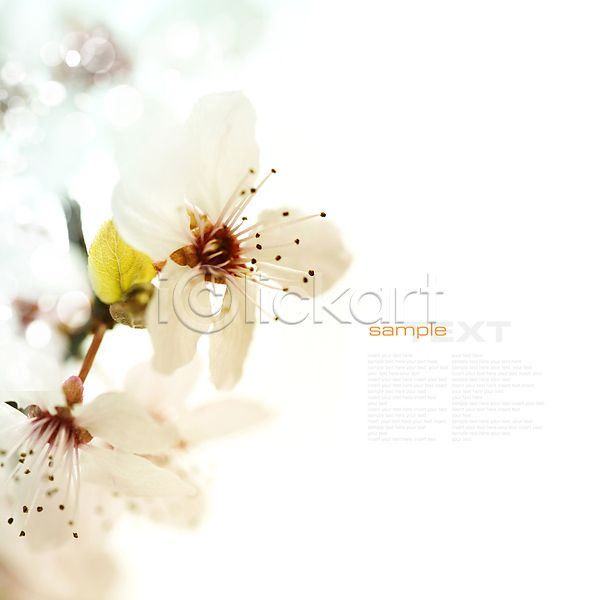 사람없음 JPG 아웃포커스 포토 해외이미지 벚꽃 봄꽃 실내 카피스페이스 타이포그라피 해외202004 흰배경