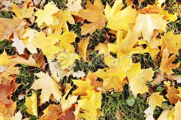 건조 사람없음 JPG 포토 해외이미지 10월 11월 가을(계절) 공원 내추럴 노란색 단풍 땅바닥 백그라운드 숲 오렌지 잎 자연 해외202004 해외202105 황금