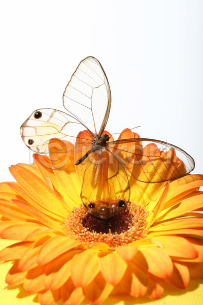 사람없음 JPG 포토 해외이미지 거베라 곤충 나비 내추럴 데이지 식물 야외 자연 투명 한마리 해외202004 해외202105 흰배경