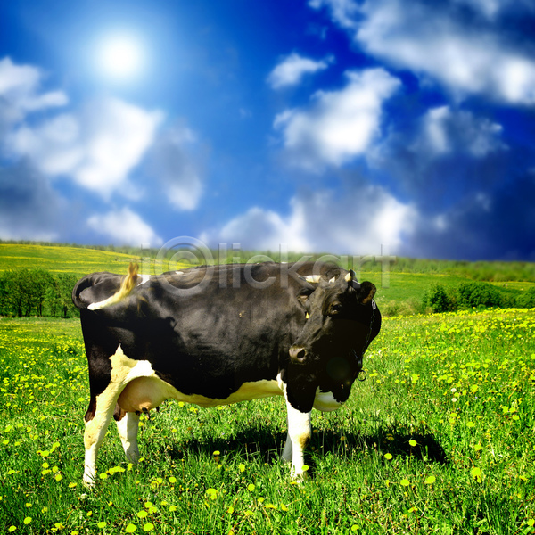 사람없음 JPG 포토 해외이미지 검은색 밭 소 여름(계절) 우유 초록색 파란색 하늘 해외202004 해외202105 흰색