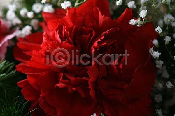 신선 사람없음 JPG 포토 해외이미지 꽃 꽃다발 빨간색 어둠 카네이션 해외202004 해외202105 흰색