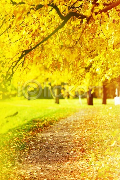 사람없음 JPG 포토 해외이미지 10월 가을(계절) 공원 나무 내추럴 노란색 맑음 백그라운드 빛 숲 시골 잎 자연 풍경(경치) 해외202004 해외202105 햇빛 환경 황금