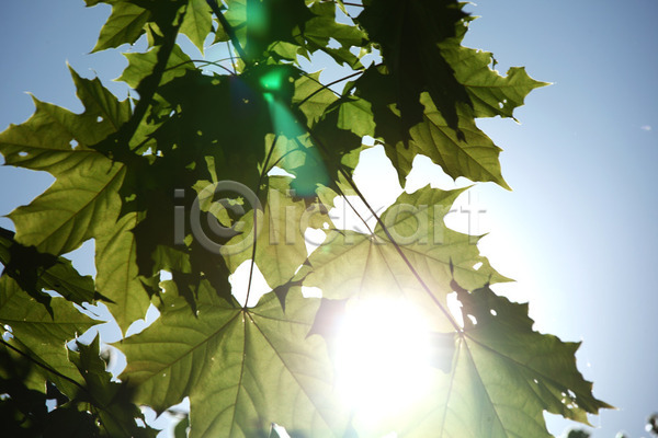 성장 신선 사람없음 JPG 포토 해외이미지 나무 나뭇가지 목재 백그라운드 빛 숲 식물 야외 여름(계절) 유기농 잎 자연 초록색 태양 해외202004 해외202105 환경