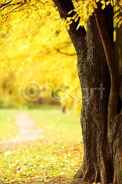 사람없음 JPG 포토 해외이미지 10월 가을(계절) 공원 나무 내추럴 노란색 맑음 백그라운드 빛 숲 시골 잎 자연 풍경(경치) 해외202004 해외202105 햇빛 환경 황금