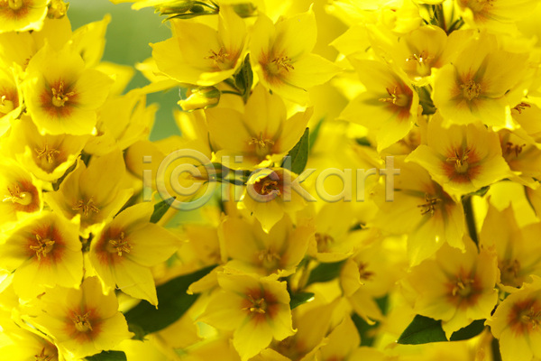 사람없음 JPG 포토 해외이미지 개화 꽃 꽃무늬 꽃잎 노란색 백그라운드 벚꽃 봄 식물 여름(계절) 잎 자연 정원 초록색 해외202004 해외202105 햇빛