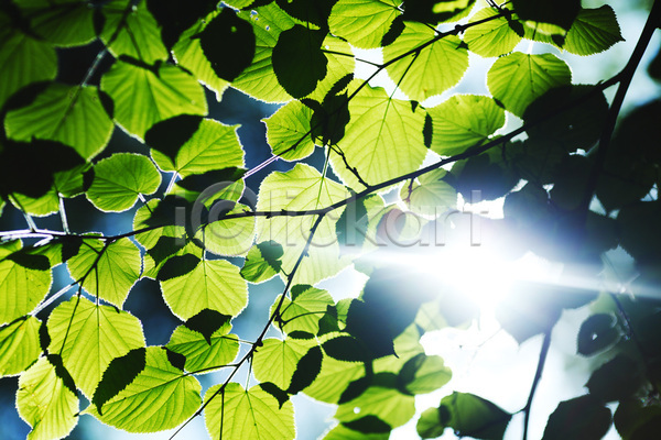 사람없음 JPG 포토 해외이미지 나무 나뭇가지 나뭇잎 내추럴 맑음 식물 야외 잎 자연 하늘 해외202004 해외202105 햇빛