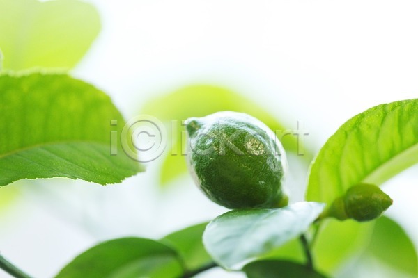 사람없음 JPG 아웃포커스 포토 해외이미지 과일 나뭇가지 레몬 레몬나무 매달리기 열매 잎 해외202004 해외202105