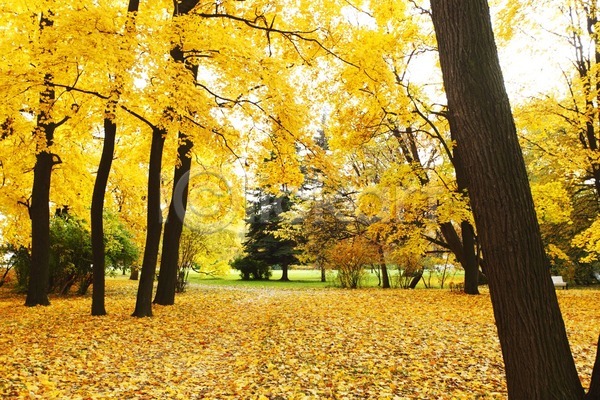 평화 사람없음 JPG 포토 해외이미지 가을(계절) 계절 공원 나무 노란색 단풍 무료이미지 빛 숲 시골 야외 오렌지 잎 자연 장면 컬러풀 풍경(경치) 해외202004 해외202105 환경 황금