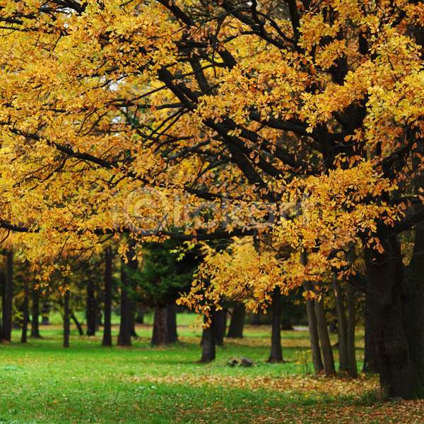 평화 사람없음 JPG 포토 해외이미지 10월 11월 가을(계절) 걷기 계절 공원 길 나무 나뭇가지 노란색 단풍 빨간색 숲 시골 식물 야외 오렌지 잎 자연 장면 줄기 초록색 컬러풀 풍경(경치) 하이킹 해외202004 해외202105 환경 황금
