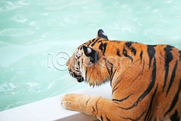 산책 사람없음 JPG 포토 해외이미지 고양이 당구 동물 물 수영 시베리아 연못 오렌지 울타리 육식동물 응시 줄무늬 큼 파란색 해외202004 해외202105 호랑이