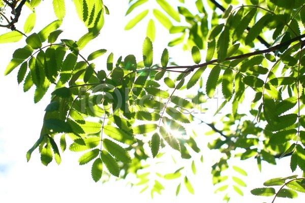 사람없음 JPG 포토 해외이미지 나무 나뭇가지 나뭇잎 식물 아침 야외 자연 해외202004 해외202105 햇빛