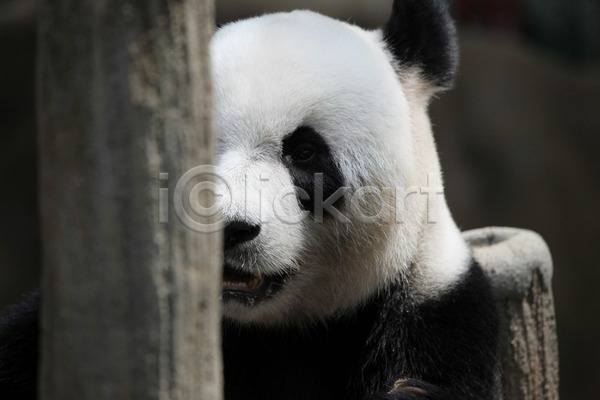 동양인 사람없음 JPG 포토 해외이미지 검은색 곰 동물원 아시아 중국 큼 판다 해외202004 해외202105 흰색