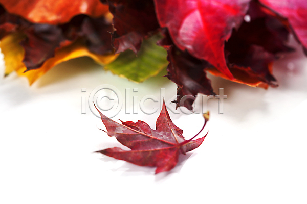 사람없음 JPG 포토 해외이미지 가을(계절) 단풍잎 실내 해외202004 흰배경