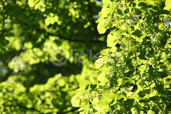 성장 신선 사람없음 JPG 포토 해외이미지 공원 나무 나뭇가지 내추럴 맑음 백그라운드 봄 빛 숲 식물 야외 여름(계절) 잎 자연 초록색 해외202004 해외202105 햇빛 환경