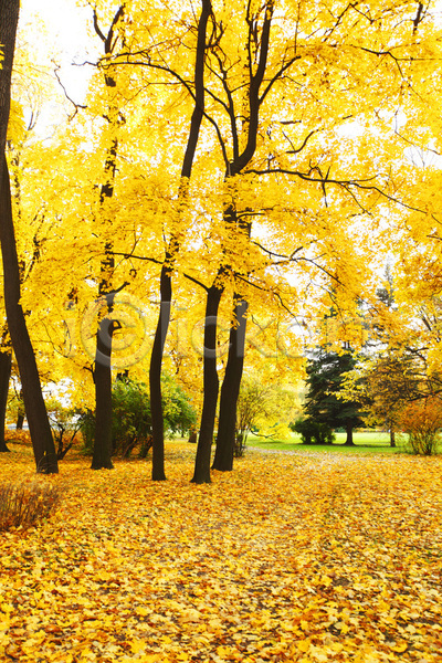 평화 사람없음 JPG 포토 해외이미지 가을(계절) 계절 공원 나무 노란색 단풍 무료이미지 빛 숲 시골 야외 오렌지 잎 자연 장면 컬러풀 풍경(경치) 해외202004 해외202105 환경 황금