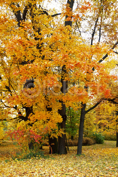 평화 사람없음 JPG 포토 해외이미지 가을(계절) 계절 공원 나무 노란색 단풍 빛 숲 시골 야외 오렌지 잎 자연 장면 컬러풀 풍경(경치) 해외202004 해외202105 환경 황금