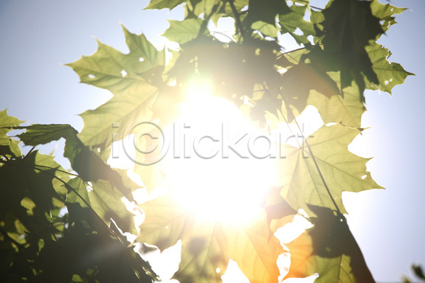 사람없음 JPG 포토 해외이미지 나무 나뭇가지 빛 숲 식물 야외 여름(계절) 잎 태양 해외202004 해외202105