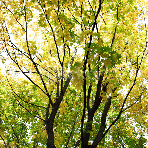 건조 산책 사람없음 JPG 포토 해외이미지 가을(계절) 공원 나무 나뭇가지 단풍 빛 숲 야외 엘리먼트 잎 장면 캐나다 풍경(경치) 프레임 플랫 해외202004 해외202105