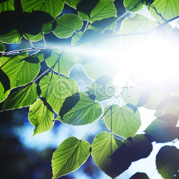 사람없음 JPG 포토 해외이미지 나무 나뭇가지 봄 빛 식물 야외 여름(계절) 잎 태양 하늘 해외202004 해외202105 햇빛