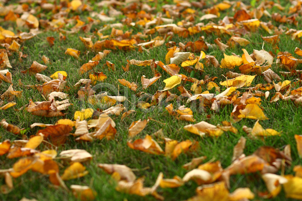 사람없음 JPG 포토 해외이미지 가을(계절) 갈퀴 공원 나무 낙엽 단풍 상록수 숲 식물 잎 전시 캐나다 해외202004 해외202105 호수