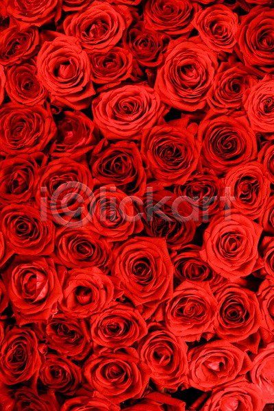 사랑 사람없음 JPG 포토 해외이미지 꽃다발 발렌타인데이 빨간색 실내 장미 해외202105