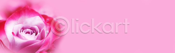 사랑 사람없음 JPG 포토 해외이미지 꽃 꽃다발 낭만 디자인 무료이미지 미술 봄 분홍색 선물 카피스페이스 해외202105 해외포토