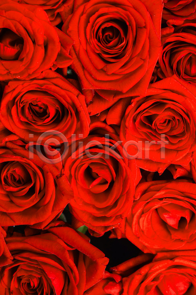 사랑 사람없음 JPG 포토 해외이미지 꽃다발 발렌타인데이 빨간색 실내 장미 해외202105
