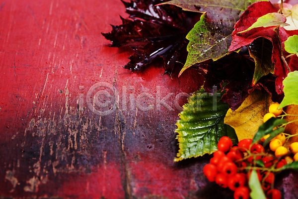 사람없음 JPG 포토 해외이미지 가을(계절) 나무탁자 낙엽 단풍잎 카피스페이스 해외202004 호랑가시나무열매