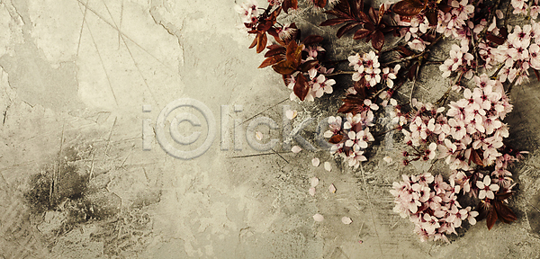 사람없음 JPG 포토 해외이미지 꽃잎 나뭇가지 벚꽃 봄꽃 실내 잎 카피스페이스 해외202004 회색배경