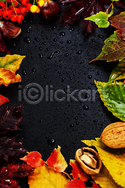 사람없음 JPG 포토 하이앵글 해외이미지 가을(계절) 검은배경 낙엽 단풍잎 물방울 카피스페이스 해외202004 호두 호랑가시나무열매