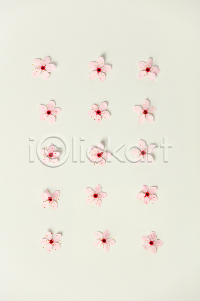 사람없음 JPG 포토 해외이미지 벚꽃 봄꽃 실내 패턴 해외202004 흰배경