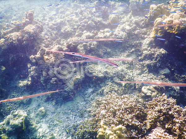 사람없음 JPG 포토 해외이미지 몰디브 바다 바닷속 수중사진 암초 어류 자연