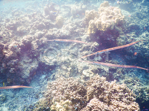 사람없음 JPG 포토 해외이미지 몰디브 바다 바닷속 수중사진 암초 어류 자연