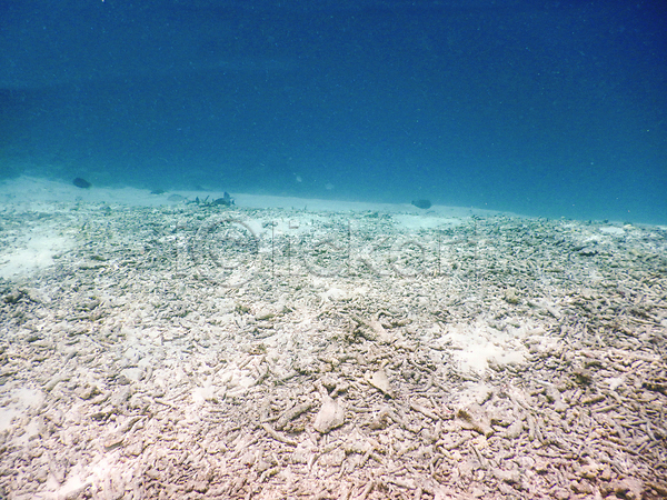 사람없음 JPG 포토 해외이미지 몰디브 바다 바닷속 산호 수중사진 자연