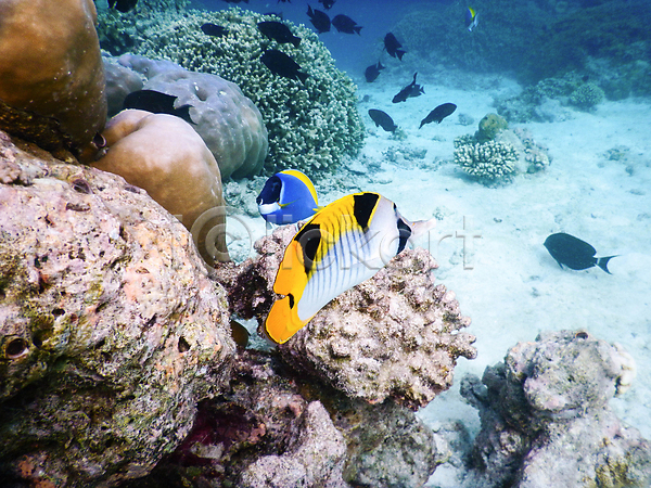 사람없음 JPG 포토 해외이미지 몰디브 바다 바닷속 산호 수중사진 암초 어류 자연